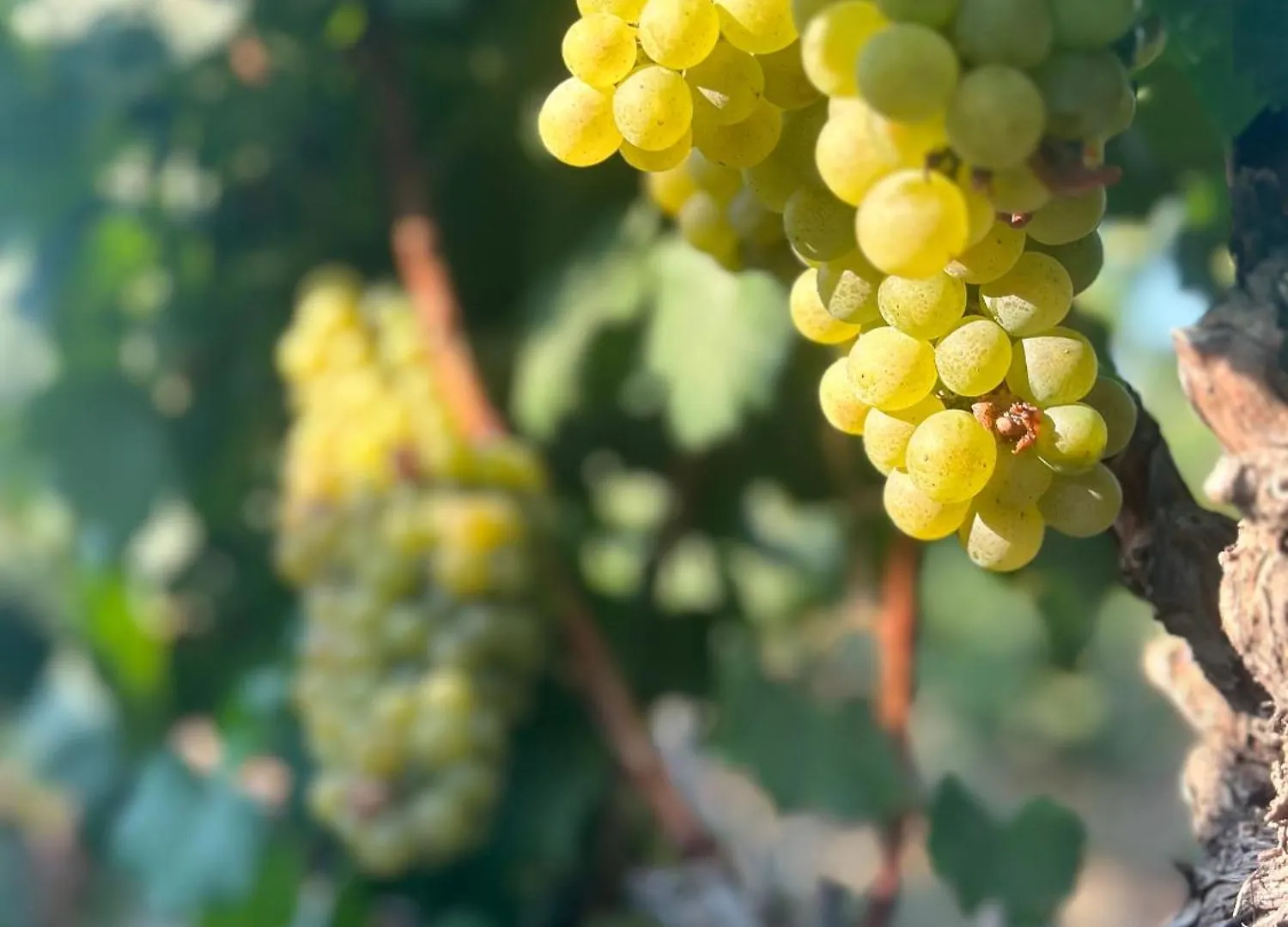 Bed & Breakfast Datca Vineyard Guesthouse